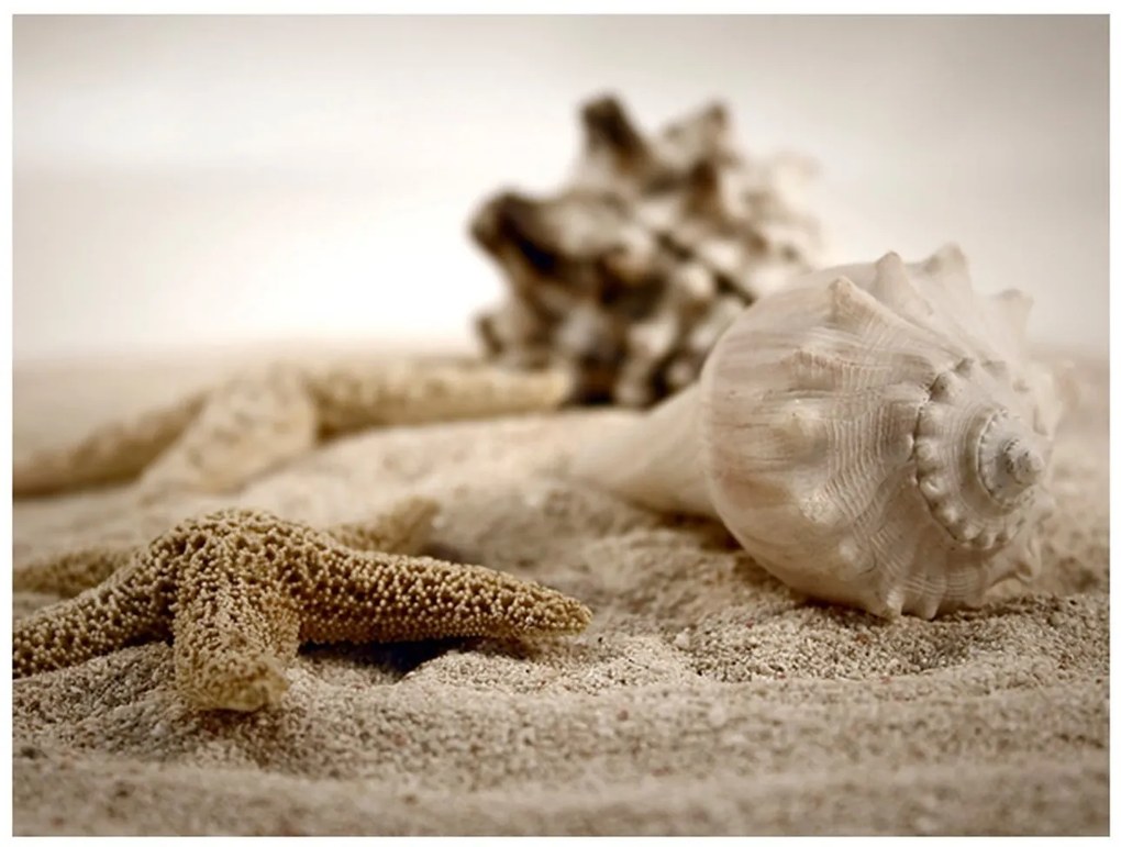 Φωτοταπετσαρία - Beach and shell 350x270