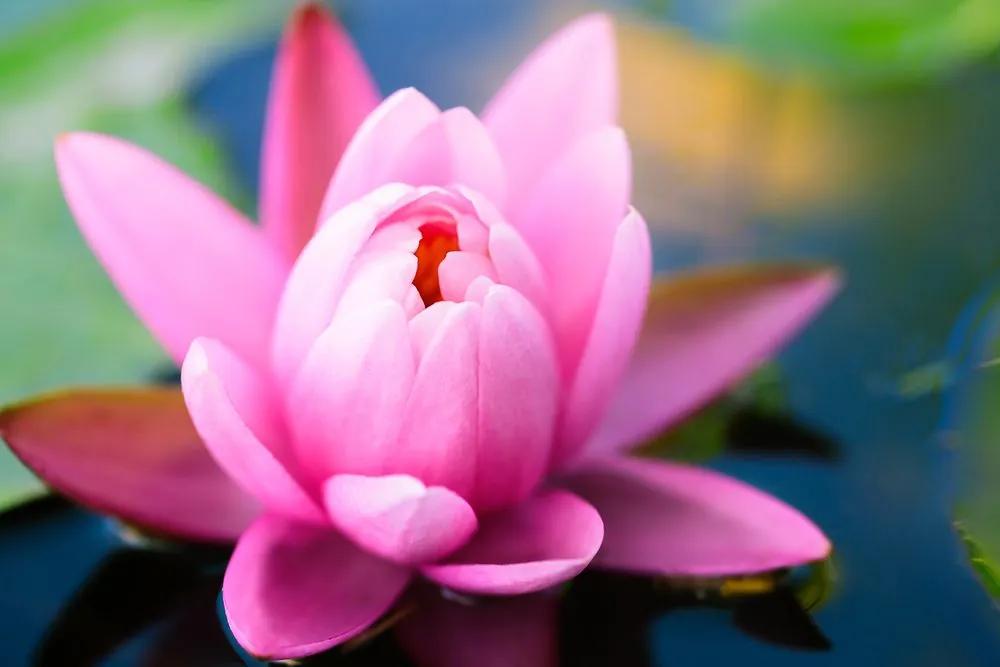 Εικόνα ενός όμορφου ροζ λουλουδιού στη λίμνη - 60x40