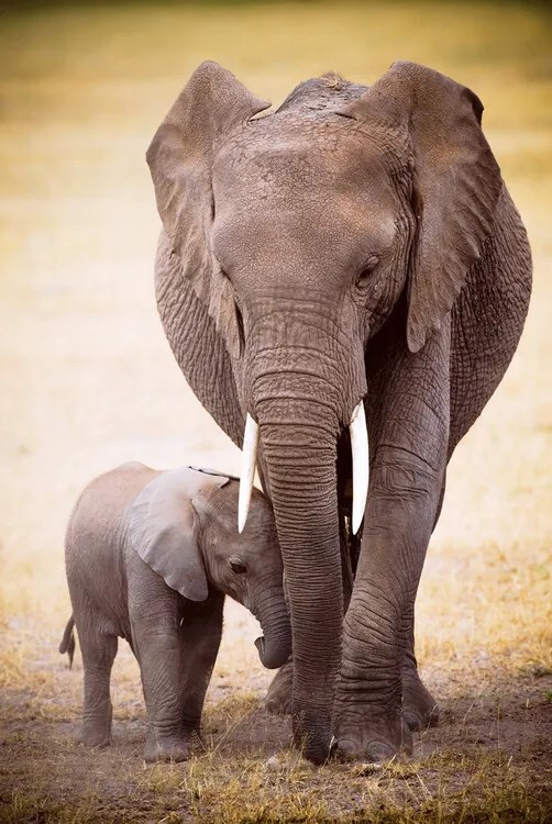 Αφίσα Elephant And Baby