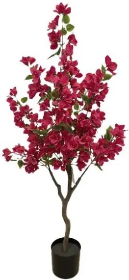 New plan BOUGAINVILLEA NP_70_120 ΥΨΟΣ 120cm Τεμαχιο