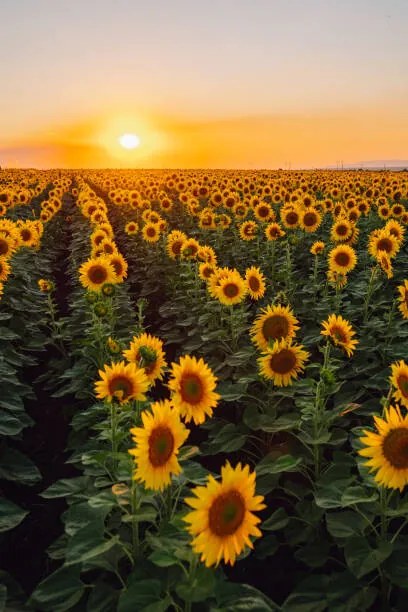 Φωτογραφία Sunflower field, Olga Rolenko