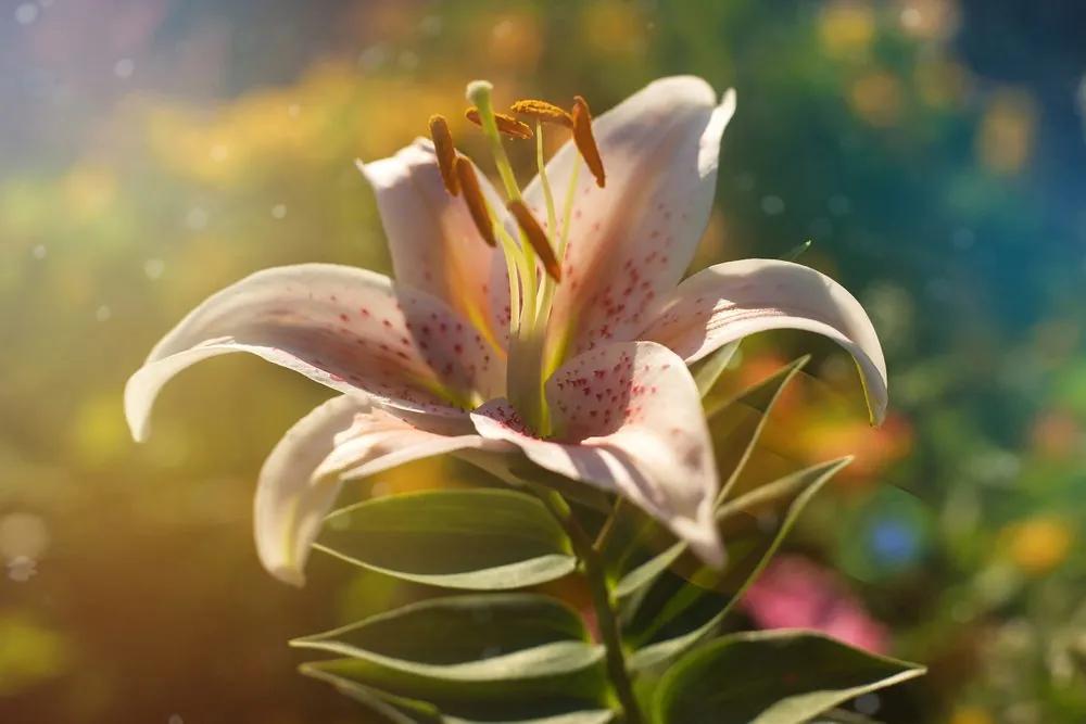 Εικόνα όμορφο λουλούδι με ρετρό χροιά - 60x40