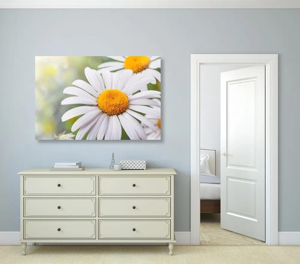 Εικόνα λουλουδιών μαργαρίτας - 120x80