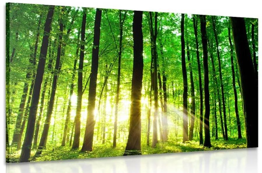 Εικόνα καταπράσινο δάσος - 60x40
