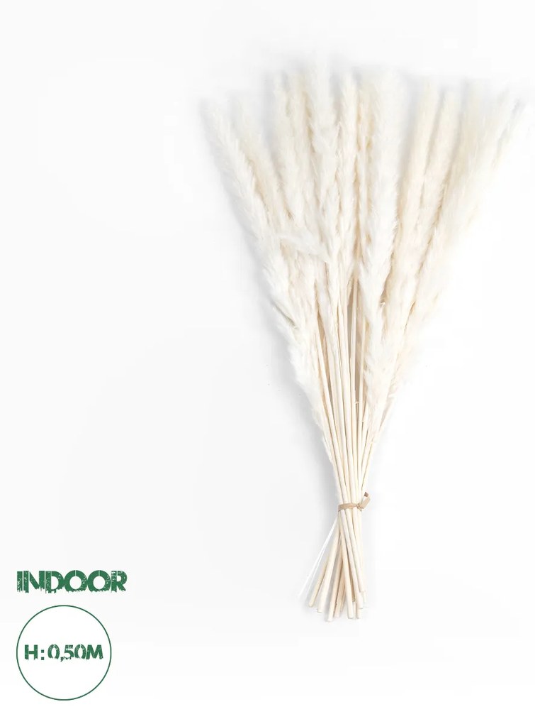 GloboStar® Artificial Garden REAL DRIED BEIGE PAMPAS GRASS BUNCH 21116 Αποξηραμένο Διακοσμητικό Μπουκέτο Pampas Μπέζ Y50cm