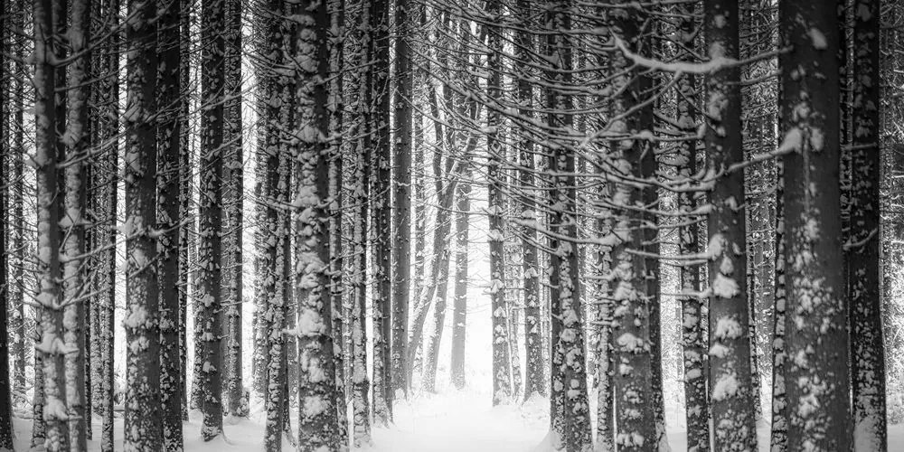 Εικόνα δάσους τυλιγμένο στο χιόνι σε μαύρο και άσπρο