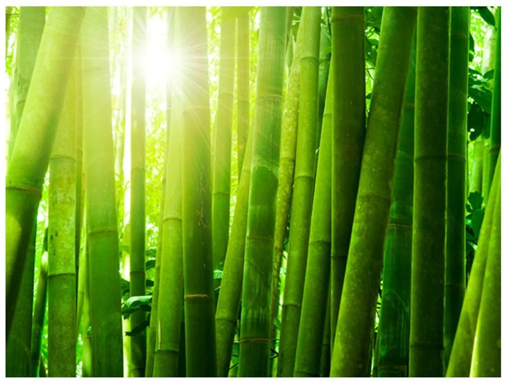 Φωτοταπετσαρία - Sun and bamboo 300x231