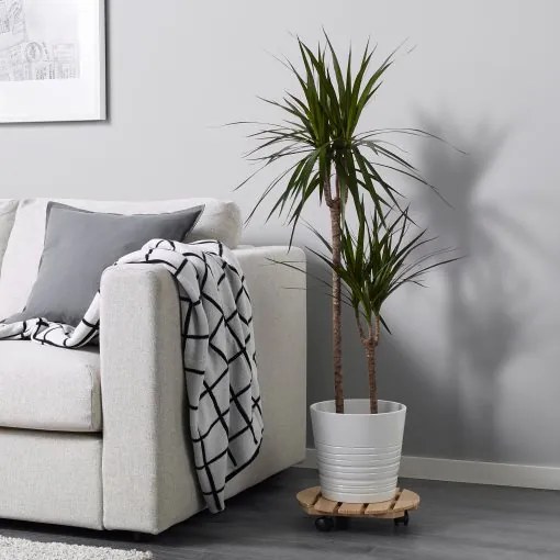 DRACAENA MARGINATA φυτό σε γλάστρα/Δράκαινα/με 2 μίσχους, 19 cm 404.084.55