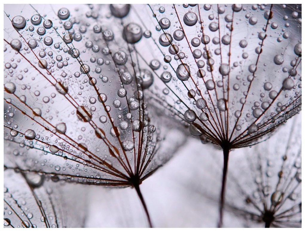 Φωτοταπετσαρία - Dandelion and morning dew 250x193