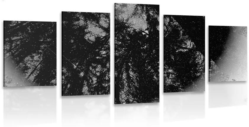 Εικόνα 5 τμημάτων ασπρόμαυρο τροπικό δάσος - 100x50