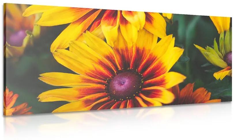 Εικόνα ελκυστικά δίχρωμα λουλούδια - 100x50