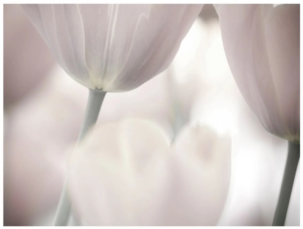 Φωτοταπετσαρία - Tulips fine art - black and white 400x309