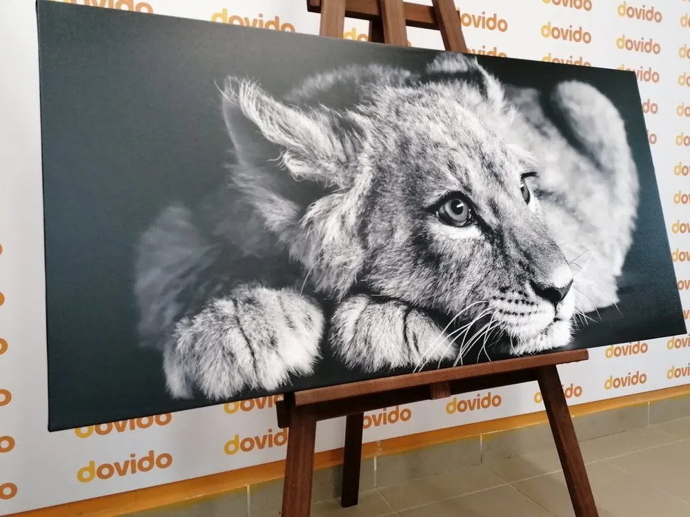 Εικόνα ενός λιονταριού σε ασπρόμαυρο - 100x50