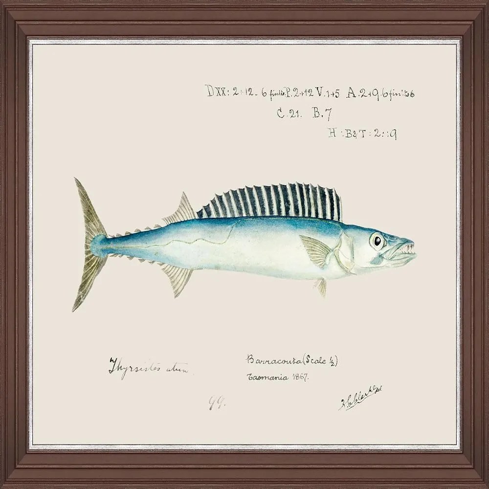 Κάδρο Mediterranean Fish - Barracuda By F Clark Fa13374 50X35Cm Light Blue Mindthegap Οριζόντιοι Wood