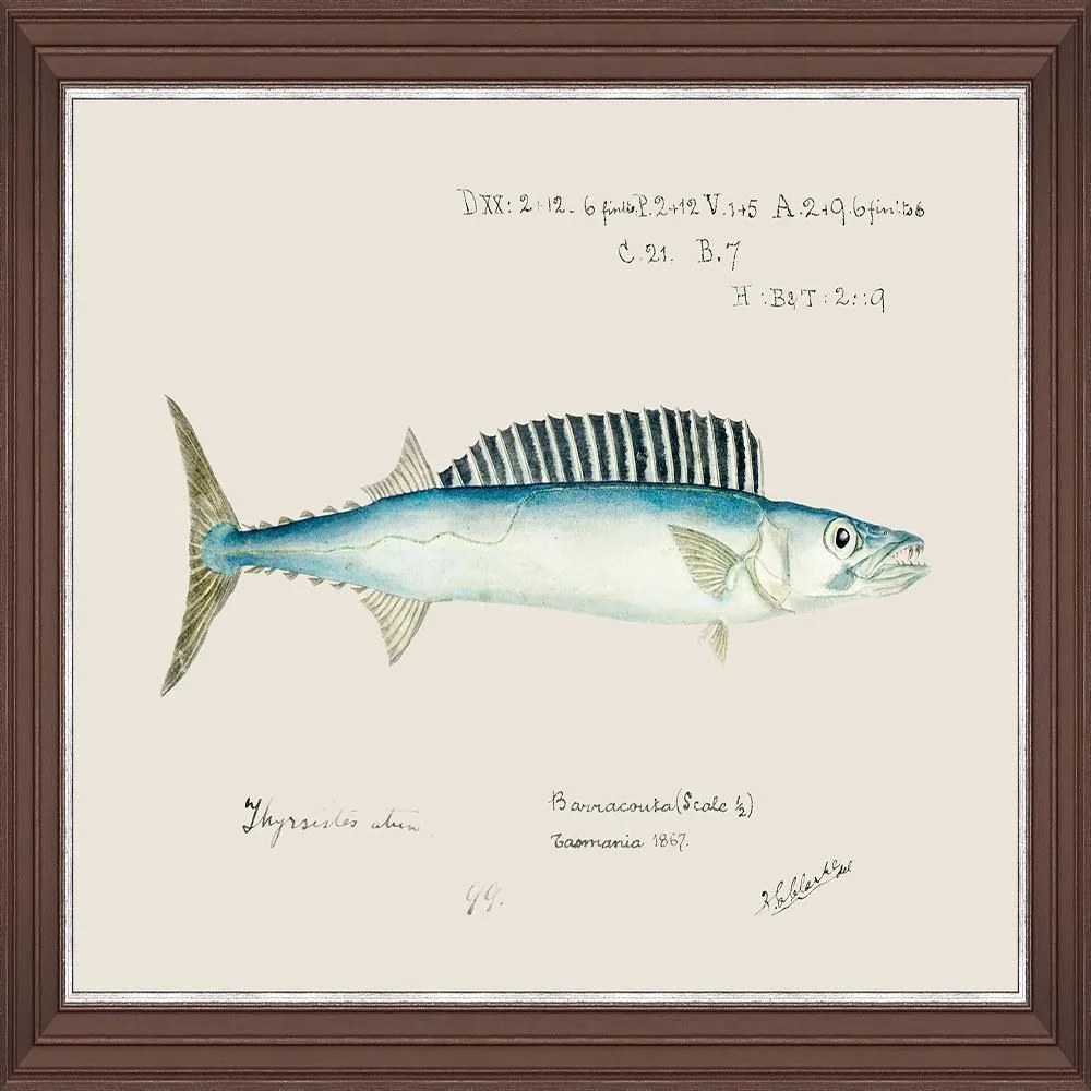 Κάδρο Mediterranean Fish - Barracuda By F Clark Fa13374 50X35Cm Light Blue Mindthegap Οριζόντιοι Ξύλο