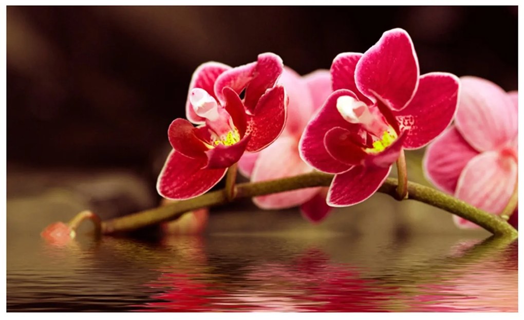 Φωτοταπετσαρία - Beautiful orchid flowers on the water 450x270