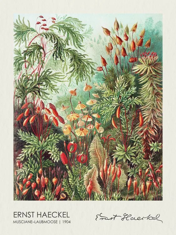 Αναπαραγωγή Muscinae–Laubmoose (1904), Ernst Haeckel