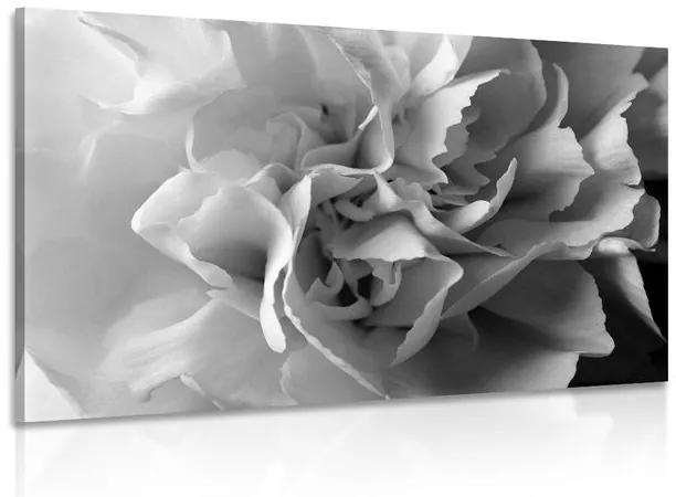 Εικόνα τσιπς γαρύφαλλου σε μαύρο & άσπρο - 60x40