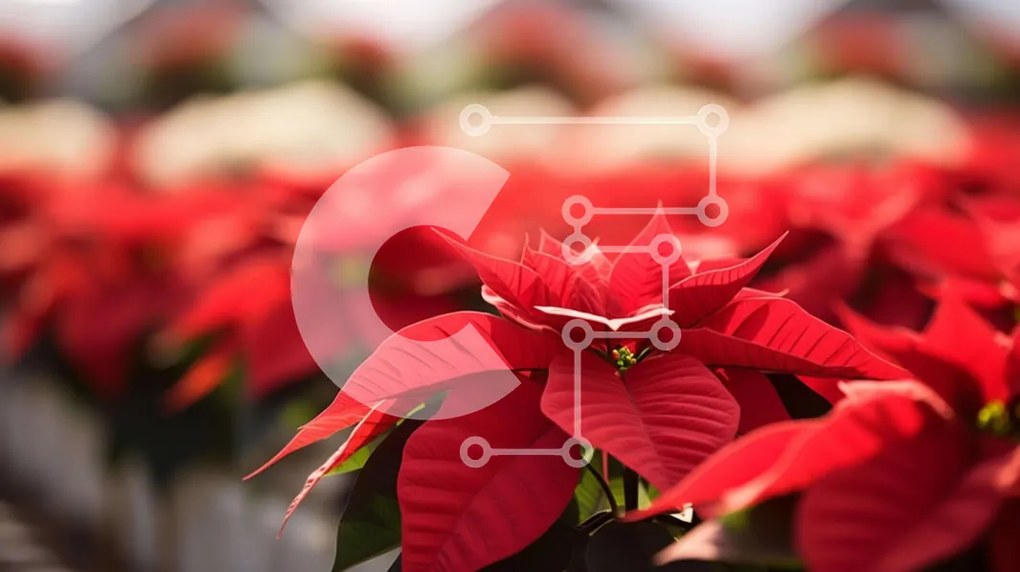 Intra Συλλεκτικό Ξύλινο Παζλ Plywood  4mm - Κόκκινα φυτά Poinsettia για την περίοδο των διακοπών Σε Ξύλινο Κουτί - Διαστάσεις: 10x10 cm – 25 κομμάτια