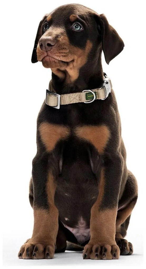 Κολλάρο Σκύλου Hunter Alu-Strong Καφέ Μέγεθος M (40-55 cm)