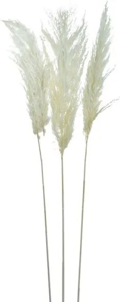 Artekko Φυτό Αποξηραμένο Διακοσμητικό (5x15x95)cm