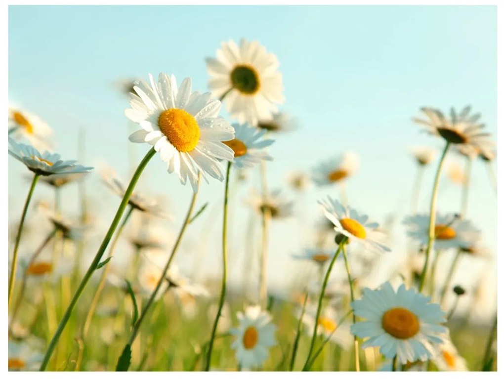 Φωτοταπετσαρία - Daisies - spring meadow 250x193