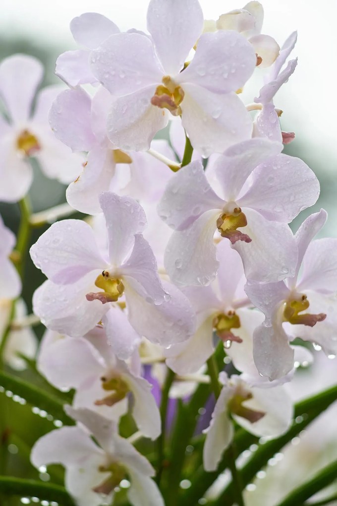 Φωτοταπετσαρία Ψηφιακής Εκτύπωσης FLORAL 156-CR - nav-100-02-07-01636