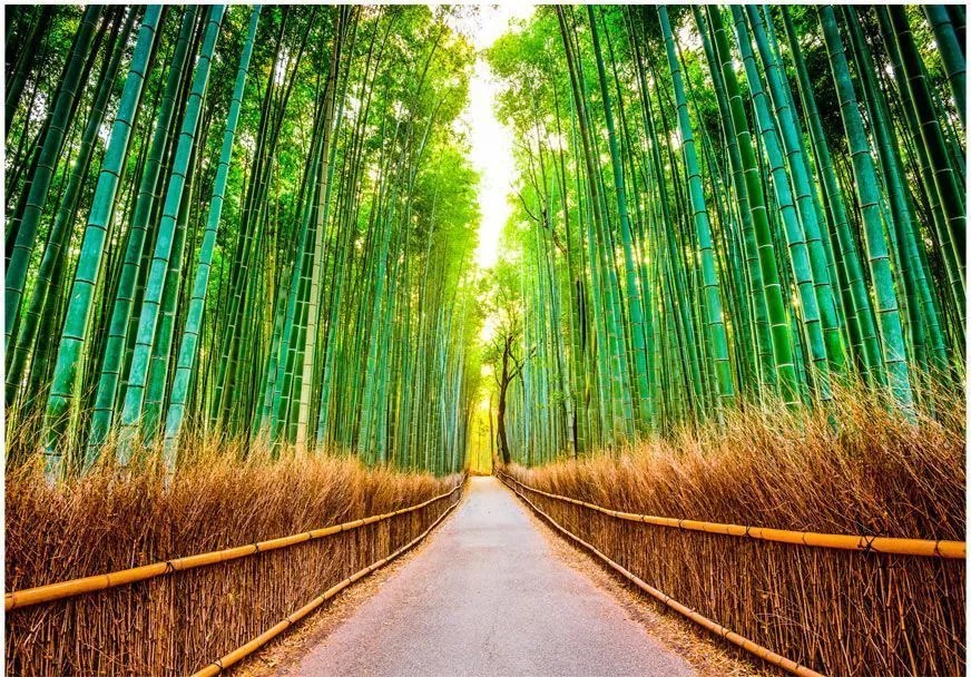 Αυτοκόλλητη φωτοταπετσαρία - Bamboo Forest - 392x280