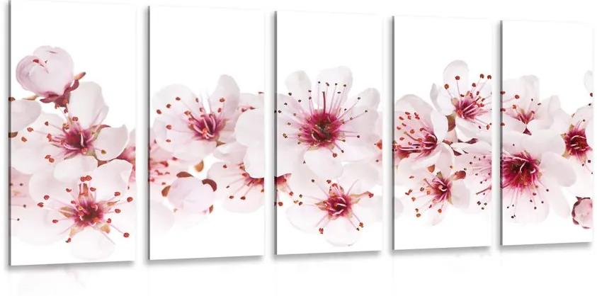5 μέρη εικόνα άνθη κερασιάς - 200x100