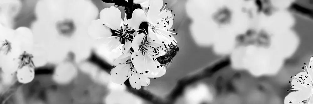 Εικόνα λουλουδιών δέντρων την άνοιξη σε μαύρο & άσπρο - 120x40