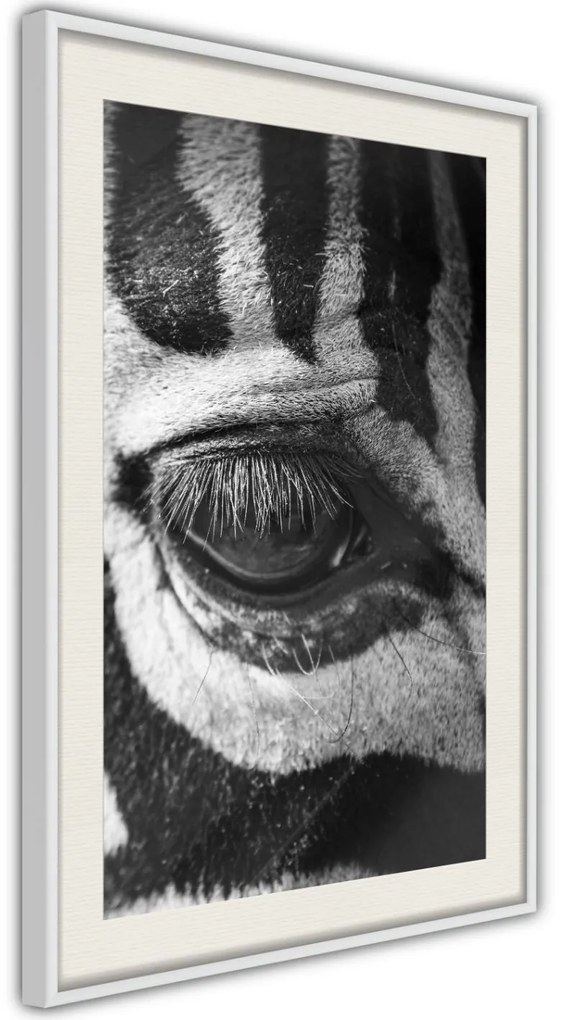 Αφίσα - Zebra Is Watching You - 20x30 - Μαύρο - Με πασπαρτού