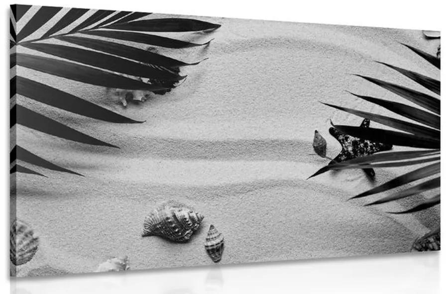 Εικόνα κοχυλιών κάτω από φύλλα φοίνικα σε ασπρόμαυρο - 120x80