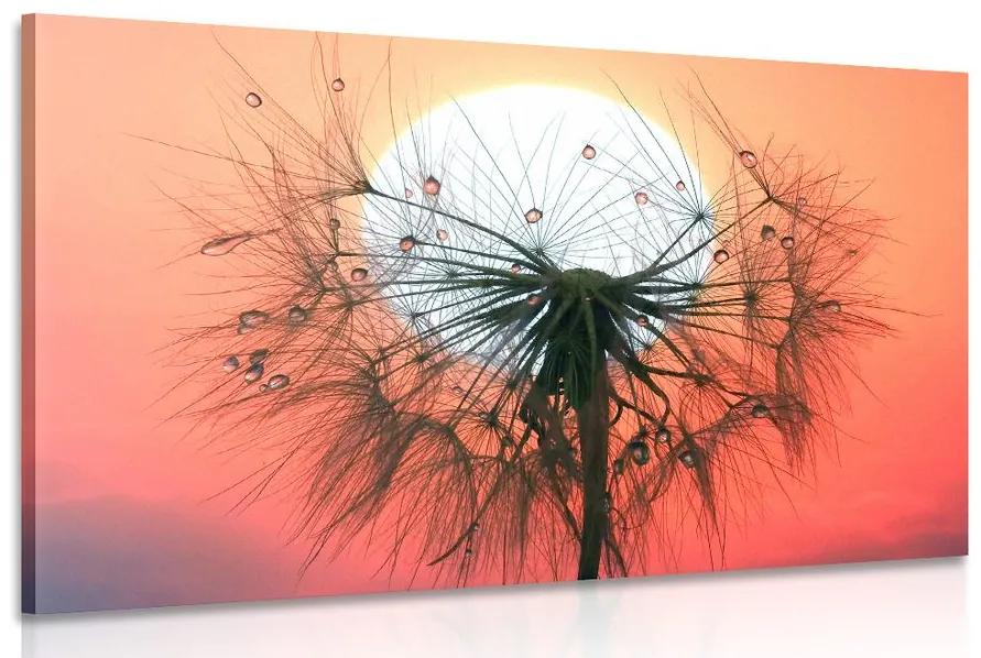 Εικόνα μιας πικραλίδας στο ηλιοβασίλεμα - 60x40