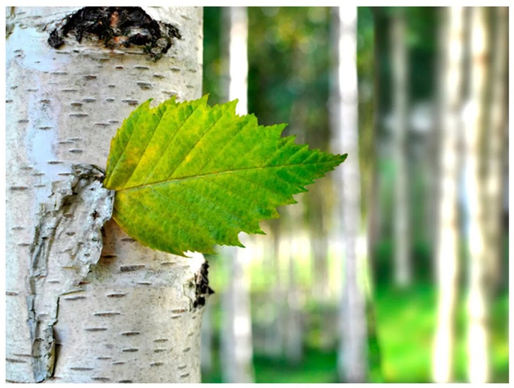 Φωτοταπετσαρία - Birch leaf 400x309