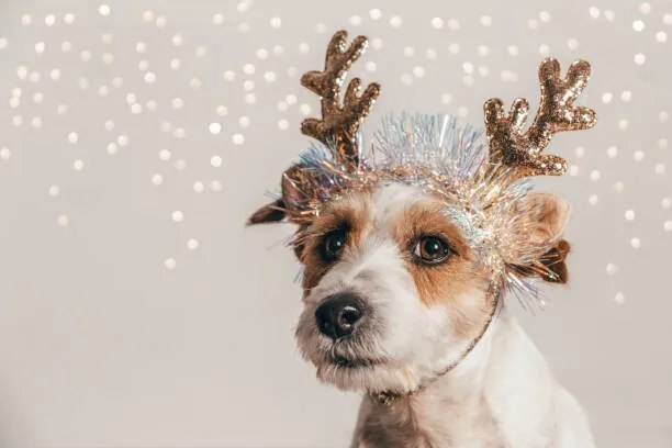 Φωτογραφία Jack Russell dog wearing reindeer antlers, Olga Pankova