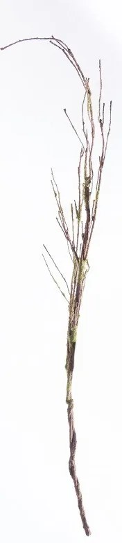 Supergreens Τεχνητό Κλαδί Αποξηραμένο Frostwood  120 εκ