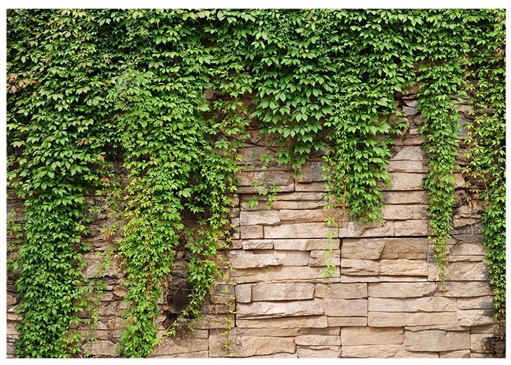 Φωτοταπετσαρία - Ivy wall 100x70