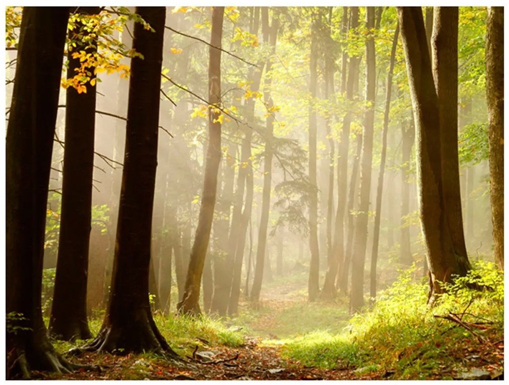 Φωτοταπετσαρία - Mysterious forest path 300x231