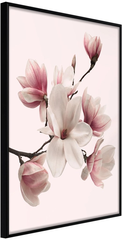 Αφίσα - Blooming Magnolias I - 40x60 - Μαύρο - Χωρίς πασπαρτού