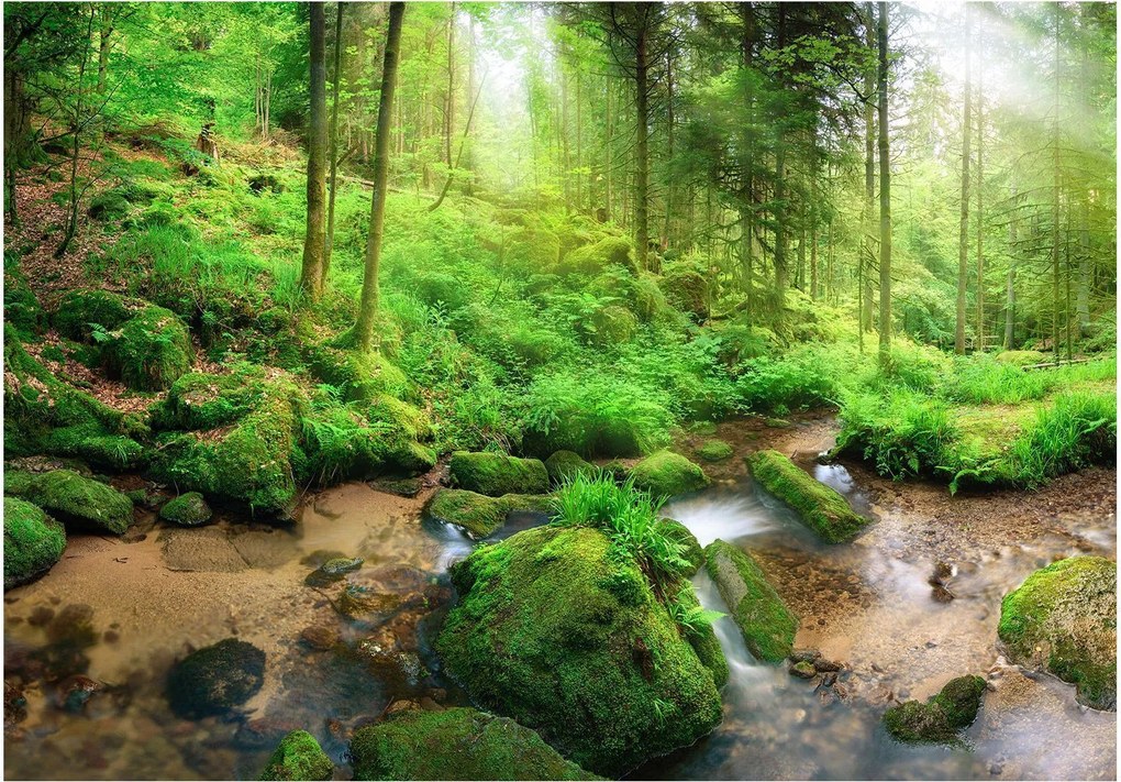 Αυτοκόλλητη φωτοταπετσαρία - Humid Forest - 196x140