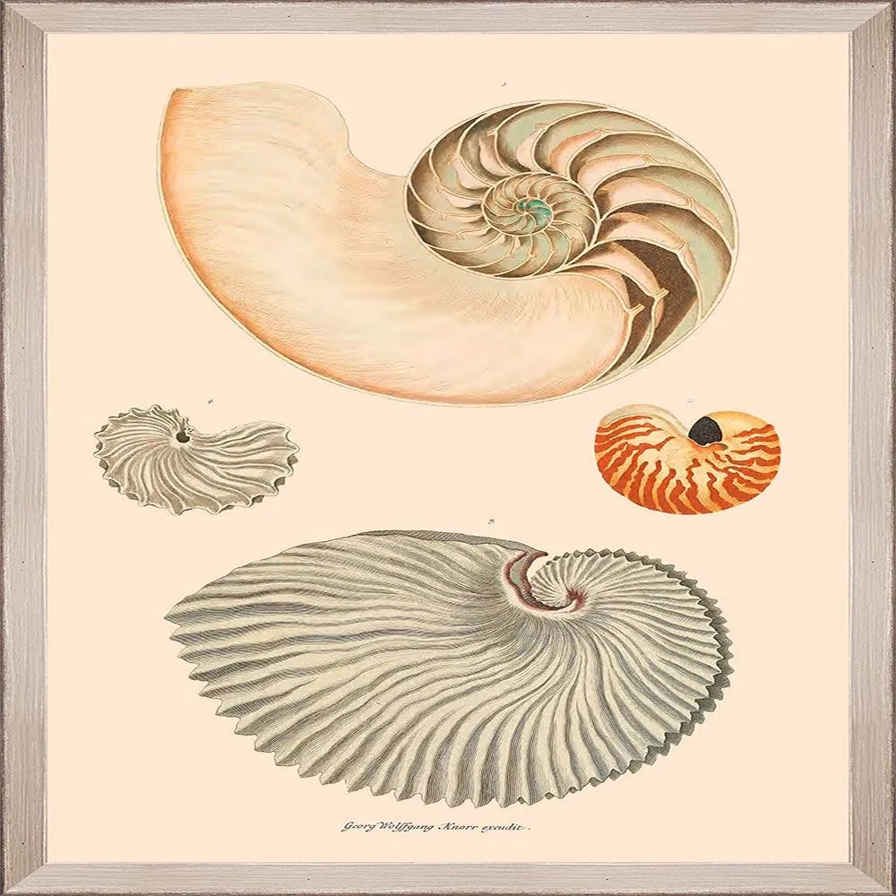 Κάδρο Deliciae Naturae Vii Fa13359 35X50Cm Beige-Cream Mindthegap Κάθετοι Wood
