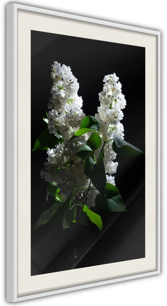 Αφίσα - White Lilac - 20x30 - Χρυσό - Με πασπαρτού