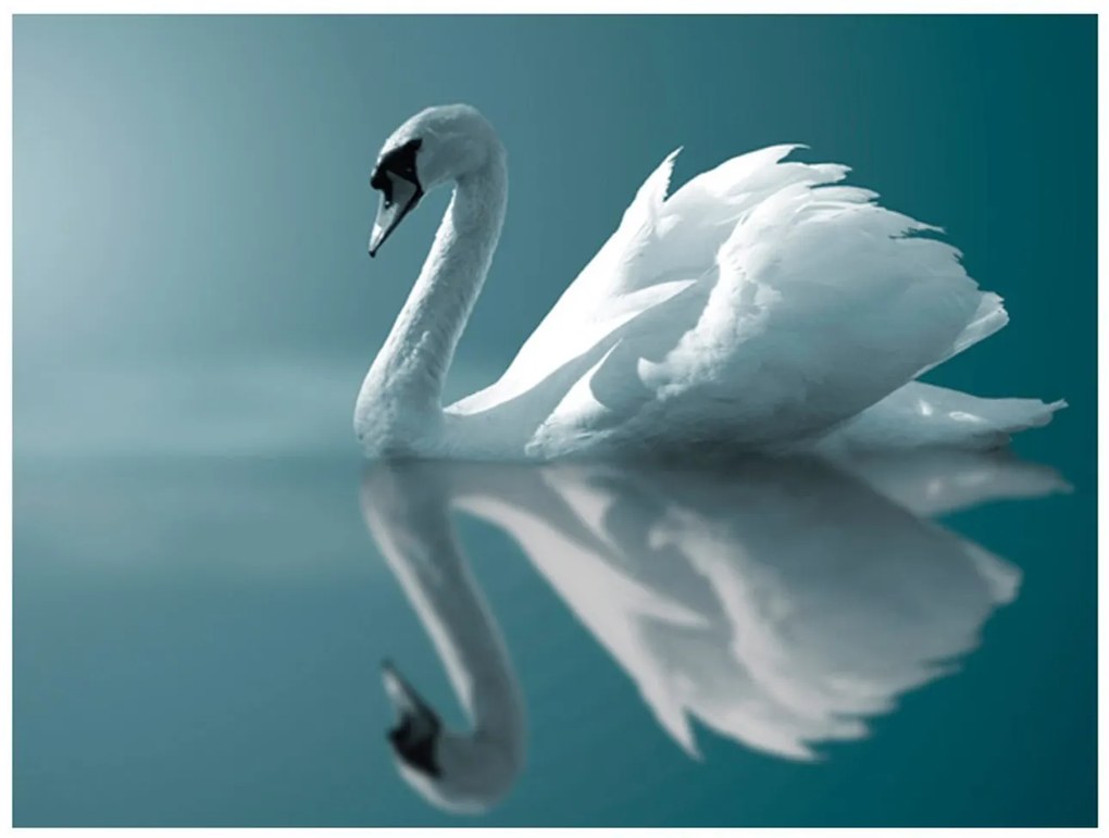 Φωτοταπετσαρία - White swan 400x309