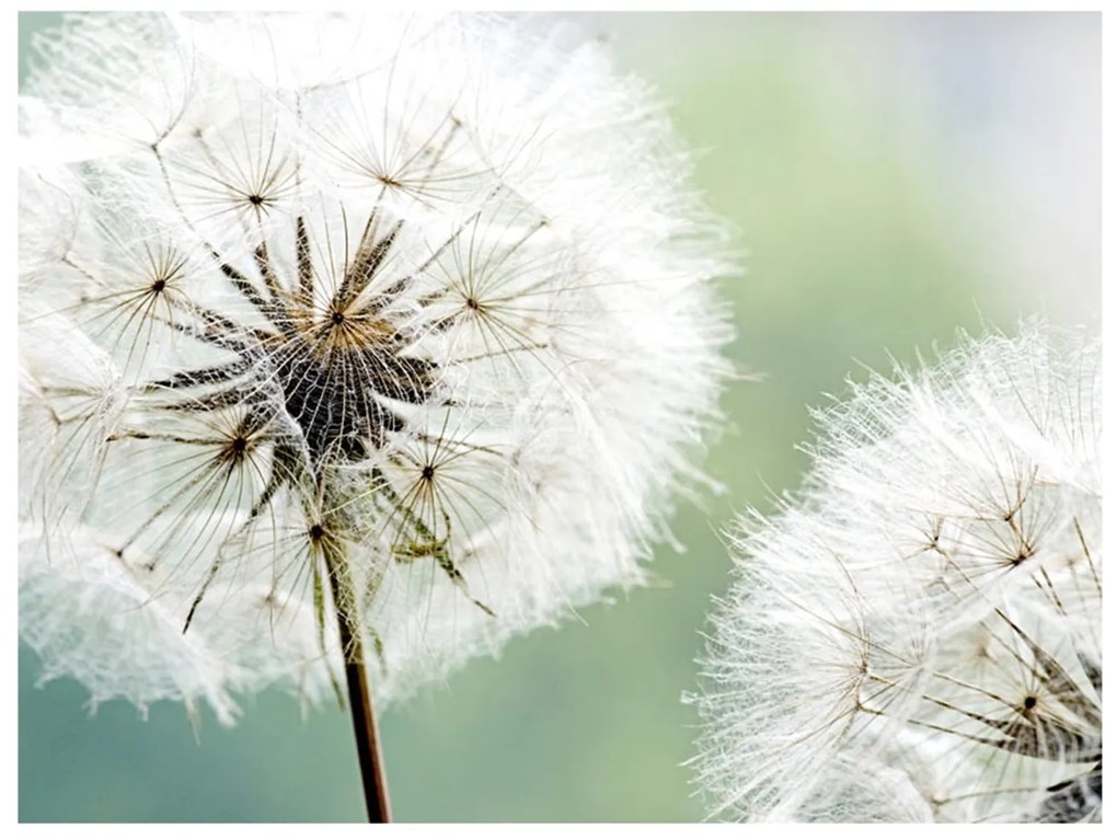 Φωτοταπετσαρία - Two dandelions 250x193