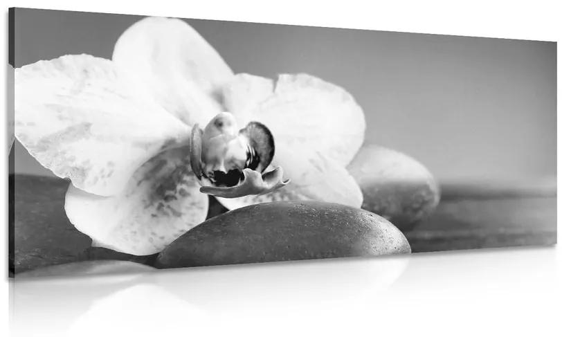 Εικόνα ορχιδέας και πέτρες σε μαύρο & άσπρο - 120x60