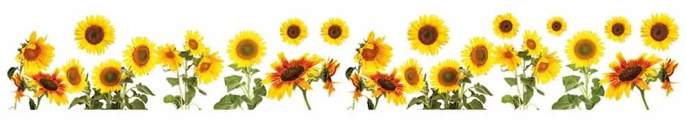 Sunflower μπορντούρες αυτοκόλλητες βινυλίου - 53001