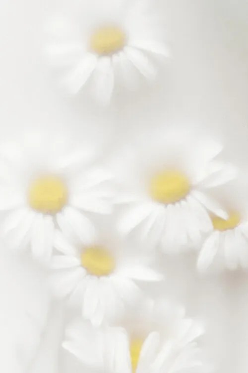 Φωτογραφία Daisies, Magda Izzard