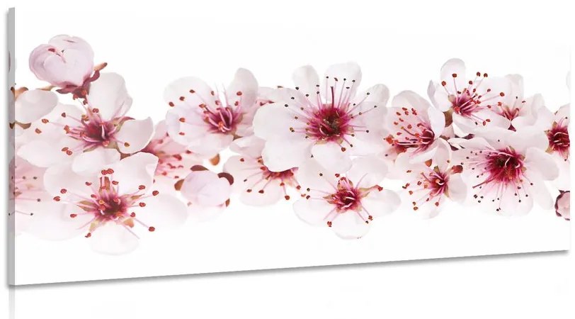 Εικόνα άνθη κερασιάς - 100x50
