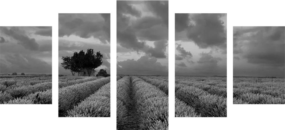 Εικόνα 5 τμημάτων χωράφι λεβάντας σε ασπρόμαυρο - 100x50