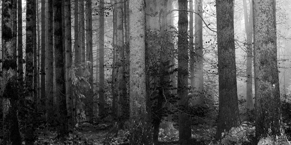 Εικόνα του μυστικού του δάσους σε ασπρόμαυρο